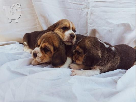 PoulaTo: Beagle